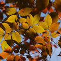 Photos: 秋の輝き