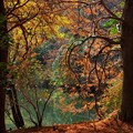 木漏れ陽と秋色