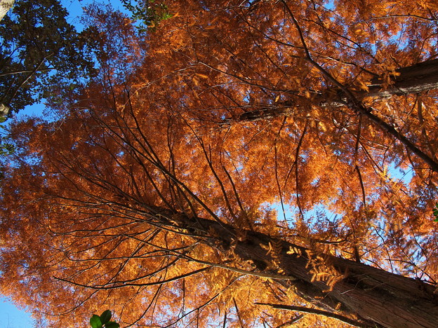 写真: 煌めく秋