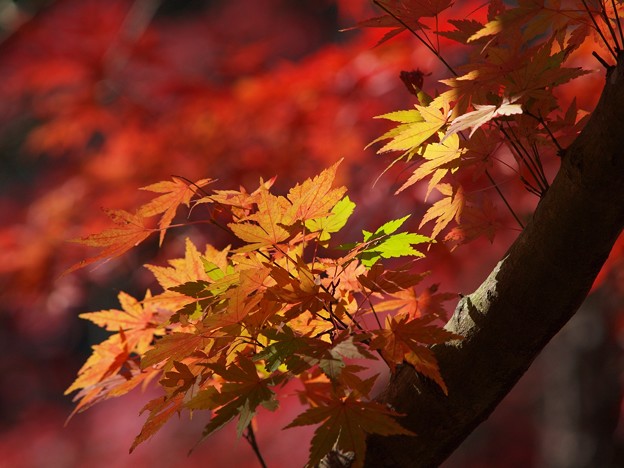 Photos: それぞれの秋色