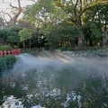 Photos: 三嶋大社の神池は…
