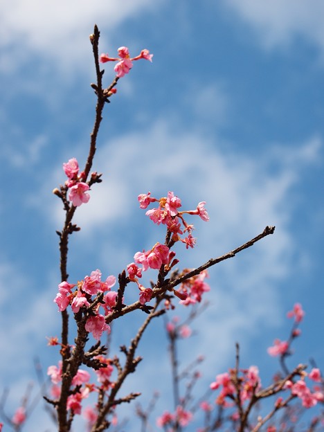 Photos: 春はすぐそこ -e