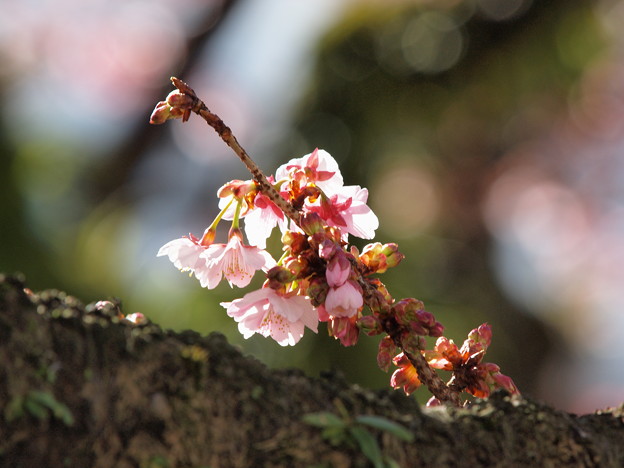 熱海桜は真っ盛り 2023-a
