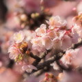 Photos: 熱海桜は今が旬 -a