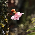 熱海桜は今が旬 -b