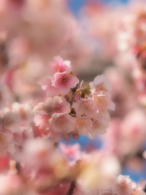 写真: 熱海桜は今が旬 -ｃ