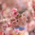 写真: 熱海桜は今が旬 -ｃ