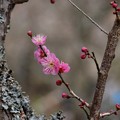 Photos: 小枝と梅の花と