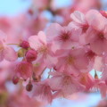 Photos: ふわ～り、春