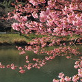 Photos: みなみの桜