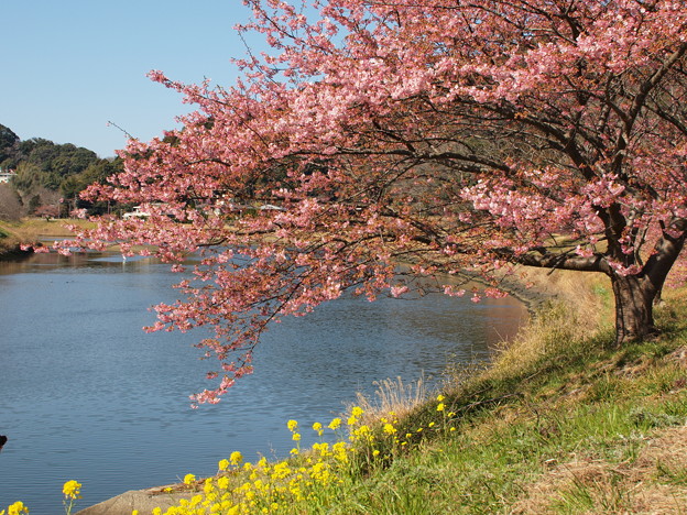 みなみの桜＋菜の花＋青野川＋青空