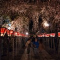 写真: 和装で夜桜
