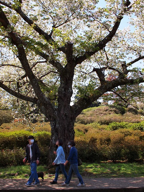 写真: 皆で歩こう桜の下を