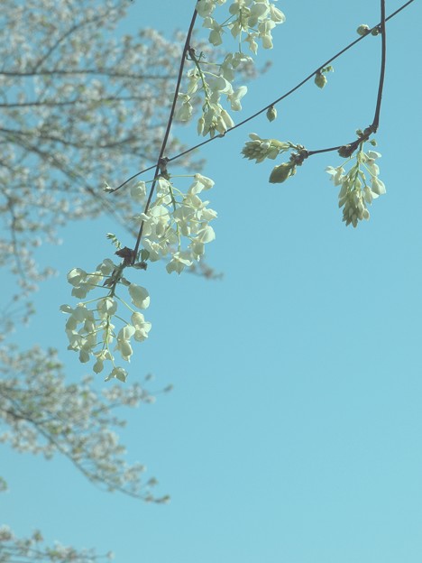 春の青空の下、藤は咲く