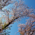 青空映えし終焉の桜