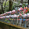 写真: 増上寺の地蔵も花見中？