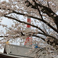 写真: 増上寺と東京タワーと桜