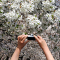 写真: 桜を撮る