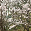 写真: プールの桜（２）