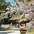 写真: 玉若酢命神社の桜（１）