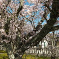 写真: 玉若酢命神社の桜（３）