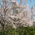 写真: 運動公園の桜（２）