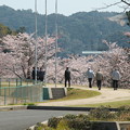 写真: 運動公園の桜（３）