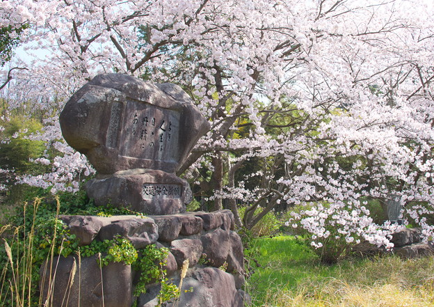 写真: 八郎橋の桜（２）交通安全祈願碑