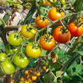 写真: 自宅東庭、ミニ菜園のミニトマト