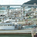 写真: 港の風景、天神さん前のイカ釣り船（７）
