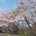 総合グランドの桜（２）