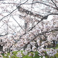 写真: 玉若酢命神社の桜（１）