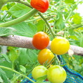 隣家菜園のミニトマト