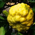 写真: 西森宅裏庭の大柚子（２）