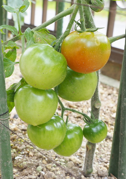 東庭、ミニ菜園のトマト（３）