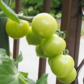 写真: 東庭、ミニ菜園のトマト（４）
