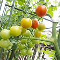 東庭、ミニ菜園のトマト（６）