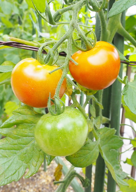 東庭、ミニ菜園のトマト（７）