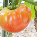 写真: 東庭、ミニ菜園のトマト（８）