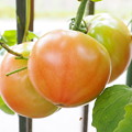 庭、ミニ菜園のトマト（９）
