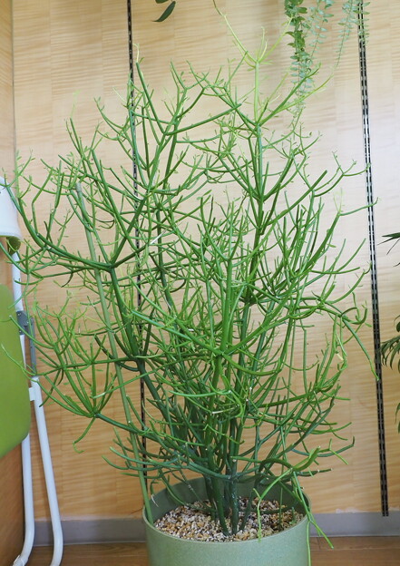 整骨院ロビーの観葉植物（２）ミルクブッシュ