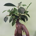 整骨院ロビーの観葉植物（５）カジュマル