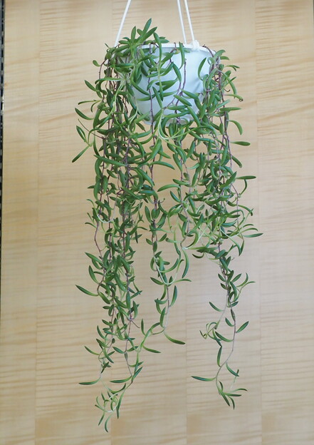 整骨院ロビーの観葉植物（６）ハンキング・グリーンネックレス
