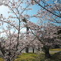 玉若酢命神社（３）鳥居と桜