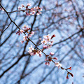写真: 緑ヶ丘公園の桜 20210504_06