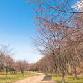 緑ヶ丘公園の桜 20210504_01