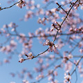 写真: 緑ヶ丘公園の桜 20210504_04