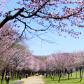 緑ヶ丘公園の桜 20220506_01