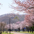 写真: 緑ヶ丘公園の桜 20220506_02