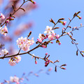緑ヶ丘公園の桜 20220506_03